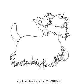 The cute puppy of a dog of Scottish Terrier costs looking up and having raised a pad. A contour line vector illustration separately on white, page coloring book, square.