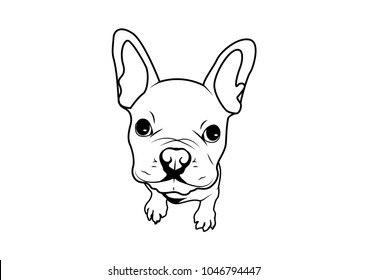 Cute Puppy French Bulldog Face in Black and White. Charming black and white portrait of a cute puppy French Bulldog's face, capturing its adorable and irresistible essence.