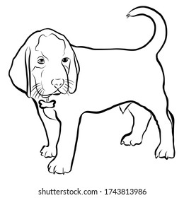 Ilustración vectorial dibujada a mano de cachorro en forma de doodle aislado en fondo blanco