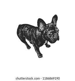 Cute puppy  Home pet isolated white background  Sketch  Vector illustration art  Realistic portrait animal in style vintage engraving  Black   white hand drawing French Bulldog dog 