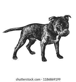 Cute puppy. Home pet isolated on white background. Sketch. Vector illustration art. Realistic portrait of animal in style vintage engraving. Black white hand drawing of Staffordshire Bull Terrier dog
