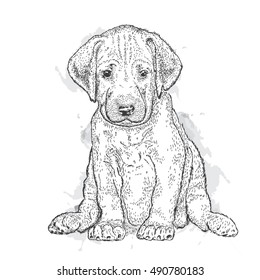 Cute puppy. Illustration for a card or print on clothes. Poster. Vector drawing