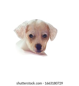 Cute puppy. Isolated vector illustration.
