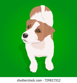 Cute puppy Jack Russell Terrier. Vector illustration of New Year mascot the Dog.