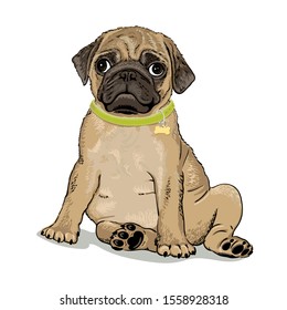 Cute puppy pug in a collar with a medallion isolated on white background. Template. Close-up. Clip art. Hand Painting. Ink. Line art, black and white.