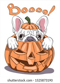 Cute puppy sits in a pumpkin. Boooooo - lettering quote.  Halloween  Card, t-shirt composition, hand drawn style print. Vector illustration