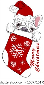 Cute puppy sits in a sock for gifts. Merry Christmas - lettering quote.  Dog Card, t-shirt composition, hand drawn style print. Vector illustration