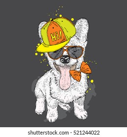Cute puppy wearing a cap and sunglasses. Vector illustration. Welsh-Corgi-Pembroke.