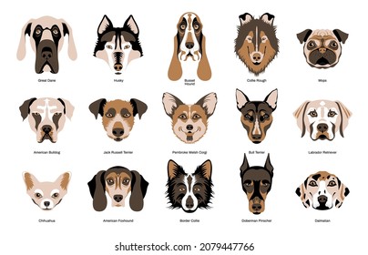 Cute purebred dogs faces of fifteen breeds flat set with chihuahua great dane terrier husky foxhound collie busset hound labrador dalmatian isolated vector illustration