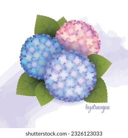 Cute Purple Pink Vector Hydrangea Flowers