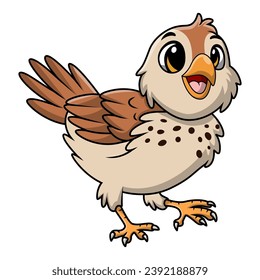 Cute quail bird cartoon on white background