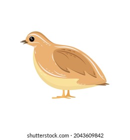 Cute quail on a white background. Children's illustration of an animal in a cartoon style.