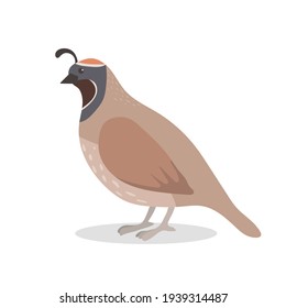Cute quail, vector childish illustration in flat style.