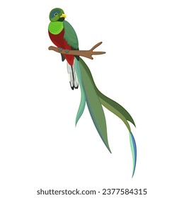 Cutis quetzal, colorido pájaro de caricatura con largo pico verde, cuerpo rojo, hermosa pluma, pequeño pico sentado en una rama. Naturaleza salvaje. Carácter gracioso. Aislado sobre fondo blanco. Ilustración del vector