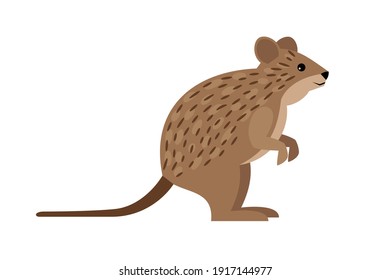 Cute quokka. Cartoon funny exotic animal, endangered fluffy beast of nature, vector illustration of wild rodent isolated on white background