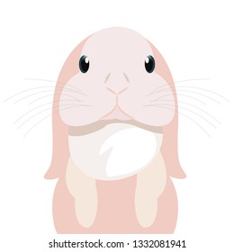 cute rabbit animal