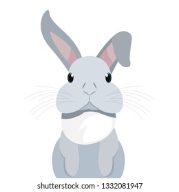 cute rabbit animal