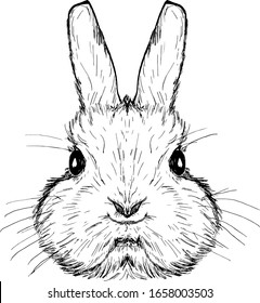 A cute rabbit face. Hand drawn vector illustration.