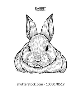 Cute Rabbit Illustration, Hand drawn Style, isolated Vector