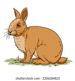 cute rabbit illustrations for children's textbooks etc. Simple vector design