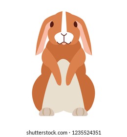 cute rabbit on white background