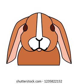 cute rabbit on white background