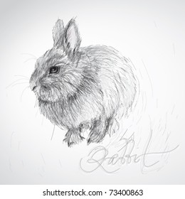 Cute Rabbit / realistic sketch (not auto-traced)
