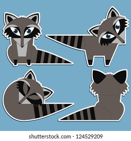 cute raccoon