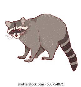 Cute raccoon cartoon character. Vector illustration isolated on white background