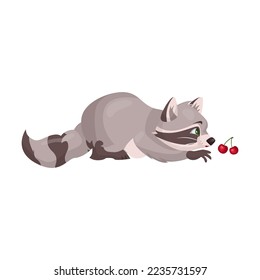 Cute raccoon character hunt for sweet cherries. Vector illustration of small wild forest animal isolated on white. Woodland, nature, mascot concept