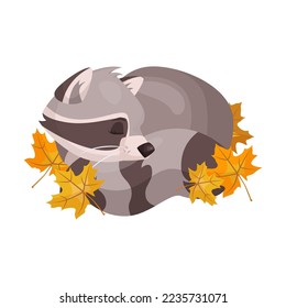 Cute raccoon character sleeps covered with orange autumn maple leaves. Vector illustration of small wild forest animal isolated on white. Woodland, nature, mascot concept