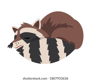 Cute Raccoon Sleeping Curled Up, Adorable Wild Furry Forest Animal Cartoon Character Vector Illustration