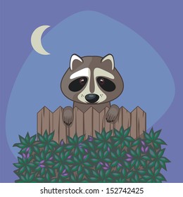 Cute raccoon standing up over somebody's wooden fence