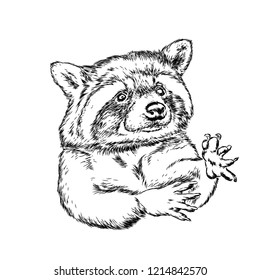 Cute raccoon vector requests cuddle and snuggle. Vector illustration. 