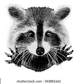 cute raccoon vector requests cuddle and snuggle