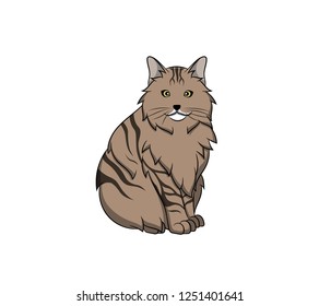 Cute Ragamuffin Cartoon Cat. Vector illustration of purebred ragamuffin cat.