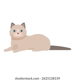 Cute ragdoll cat with blue eyes is lying on the floor and looking forward