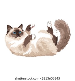 Cute Ragdoll Cat Illustration Lying on its Back with Blue Eyes and Fluffy Tail Isolated on White