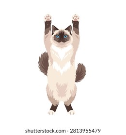Cute Ragdoll Cat Standing on Hind Legs with Paws Raised Up and Blue Eyes Isolated on White Background