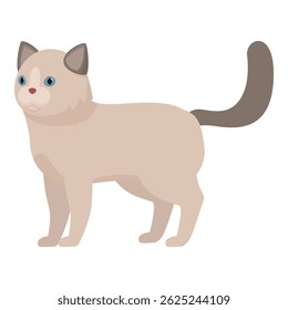 Gato ragdoll bonito de pé com a cauda levantada, mostrando uma atitude lúdica e curiosa