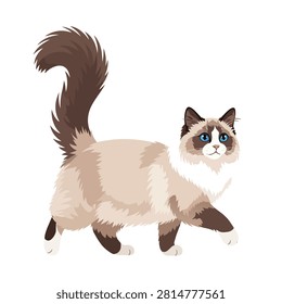 Cute Ragdoll Cat Vector Illustration Isolated on White Background - Purebred Fluffy Longhair Pet
