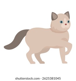 Cute ragdoll cat walking with its paw raised, showcasing its adorable and playful nature