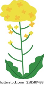 Cute rapeseed flower vector illustration