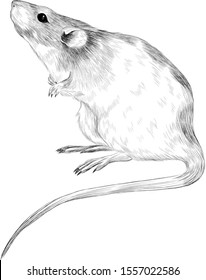 cute rat black and white symbol of new year