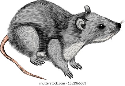 cute rat gray symbol of new year