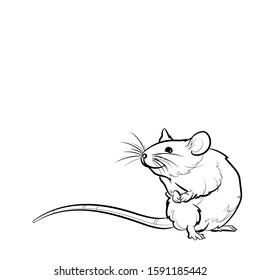 Cute rat Line drawing. Vector illustration.