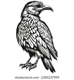 Cute Raven on white background, hand draw illustration corbie
