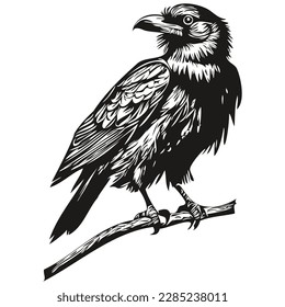 Cute Raven on white background, hand draw illustration corbie
