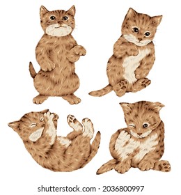 Cute and realistic cat vector illustration,