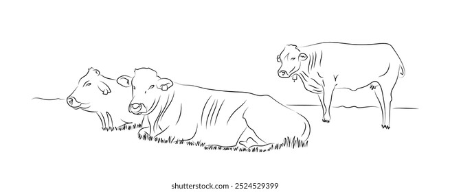 Cute realistic cows resting lying on the ground, grass. Hand drawn inked strokes sketch style black and white vector illustration.